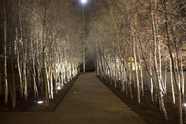 Birches at Tate Modern